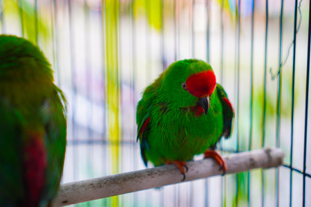 Two caged hanging parrots, small birds native to the Indian continent and Southeast Asia, have a distinctive appearance with bright, mostly green feathers and short tails.の写真素材