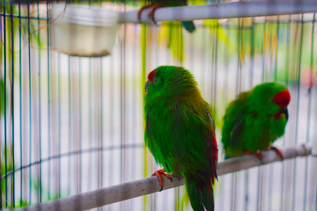 Two caged hanging parrots, small birds native to the Indian continent and Southeast Asia, have a distinctive appearance with bright, mostly green feathers and short tails.の写真素材