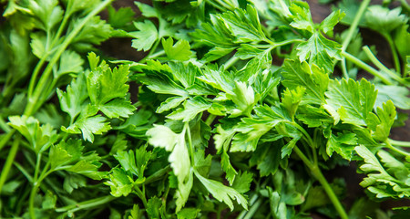 Close up of a bunch of parsley on a wooden board .の写真素材