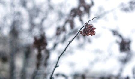 Red viburnum berries dusted with snow on a branch in the forest . Blurred backgroundの写真素材