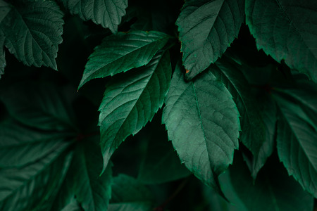 dark green foliage leaf backgroundの写真素材