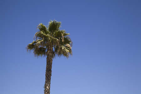 Palm tree in blue skyの写真素材
