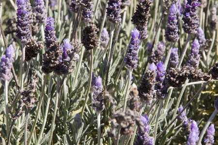 Lavender with purple flowers in bloomの写真素材