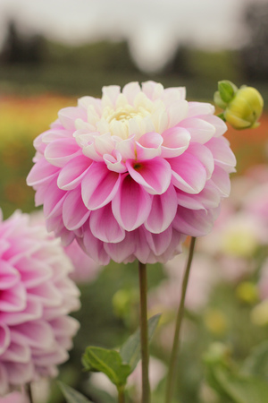 Soft Pink Dahliaの写真素材