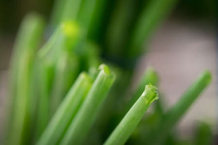 Green onion stalks with blurred background.の写真素材