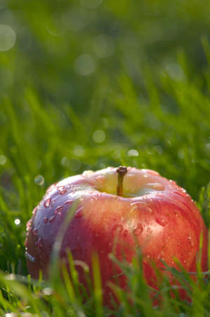 Luscious red delicious apple in wet green grass.の写真素材