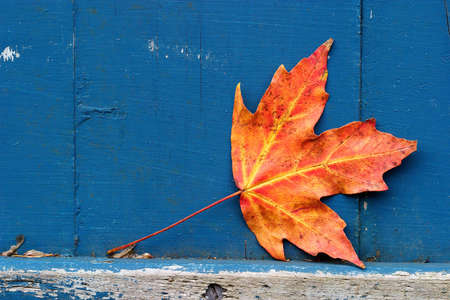 Maple leaf with weathered rustic, painted backgroundの写真素材