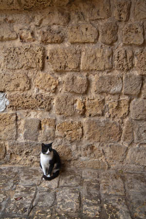A street black and white cat near the old wallの写真素材