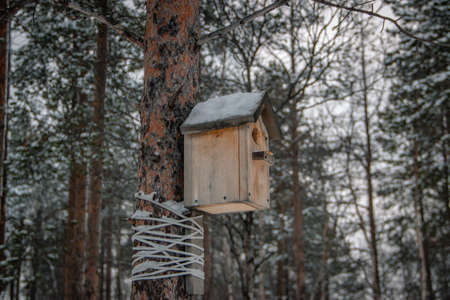 Wooden nest box attached to the trunk of tree.の写真素材