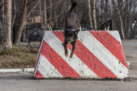 the dog jumps from the concrete block in the Park