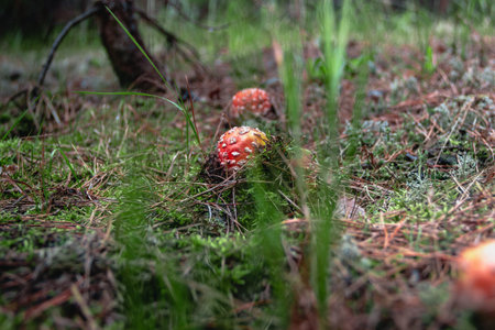 toadstools in the pine forest