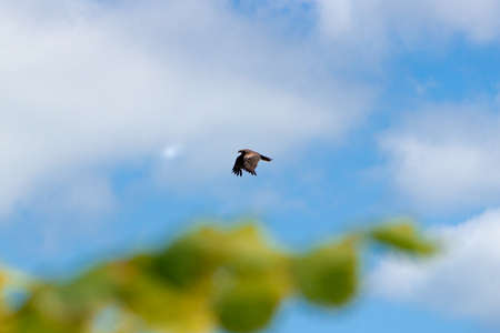 An adult red-tailed hawk flies on a bright blue sky dayの写真素材