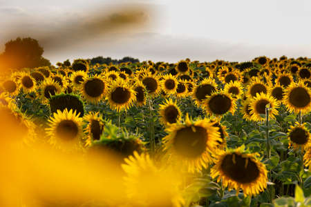 colorful field of butifull sunflowersの写真素材