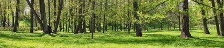 summer landscape, forest or park panorama. green natureの写真素材