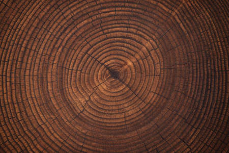 beautiful cut tree trunk with annual rings and cracks. wood texture backgroundの写真素材