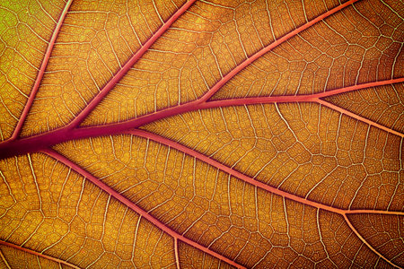 organic leaf as background, macro texture of autumn leavesの写真素材