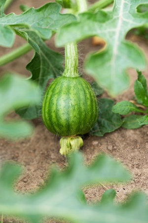 small watermelon berry, organic fruit in the gardenの写真素材