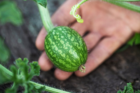 a small watermelon on the farm is holding a man's handの写真素材
