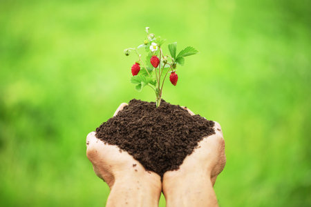strawberry bush with berries in the hands of a farmerの写真素材