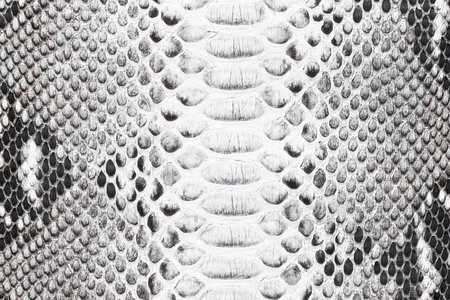 natural snake skin texture, monochrome leather backgroundの写真素材