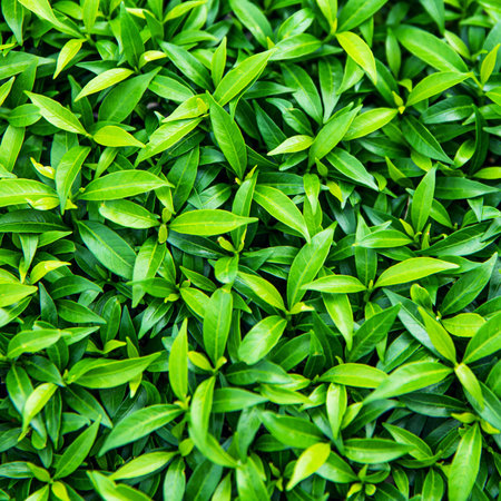 bright green leaves of bush plant, nature background
