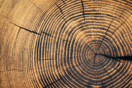 rustic table with a pattern of annual rings. wood texture cut stump background