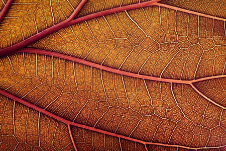 organic leaf as background, macro texture of autumn leaves