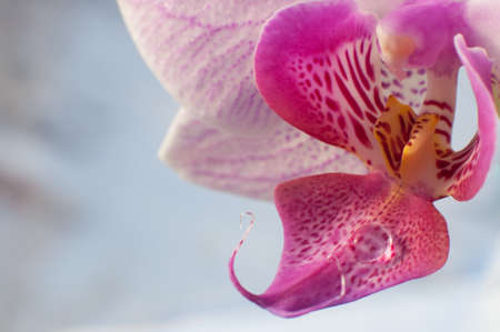 Closeup pink orchid with water drop on the petalの写真素材