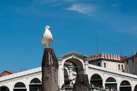 Seagull on the Grand Canal, near the Rialto Bridge.の写真素材