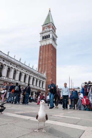 VENICE, ITALY - APRIL 13, 2013 : Seagull and tourists walking on Piazza San Marco against San Marco Campanile. Venice, Italyのeditorial素材