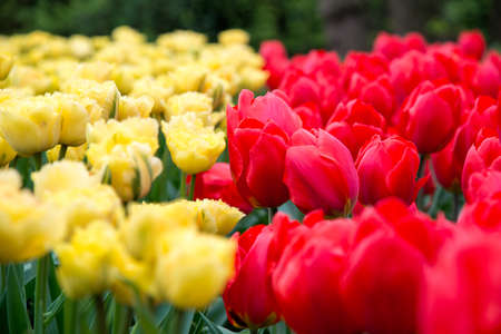 Blooming flowers in Keukenhof park in Netherlands, Europe.の写真素材