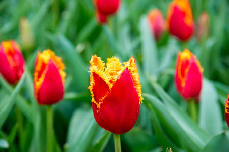 Red and yellow tulips in the gardenの写真素材