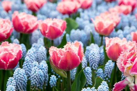 Blooming flowers in Keukenhof park in Netherlands, Europe.の写真素材