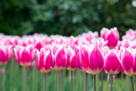 Colorful tulips in the park. Spring landscape.の写真素材
