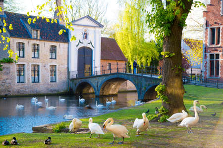 Bruges, Belgium - April 17, 2017: Swans in lake of love in Bruges, channel panoramic view near Begijnhofのeditorial素材