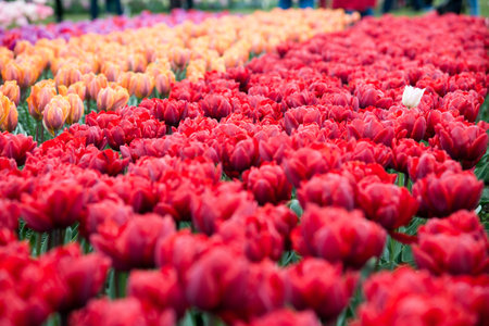 Group of red tulips in the park. Spring landscape.の写真素材