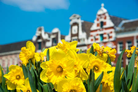 Yellow tulip flowers and Dutch houses on background, Amsterdam, Netherlandsの写真素材