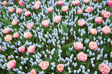 Colorful tulips in the park. Spring landscape.の写真素材