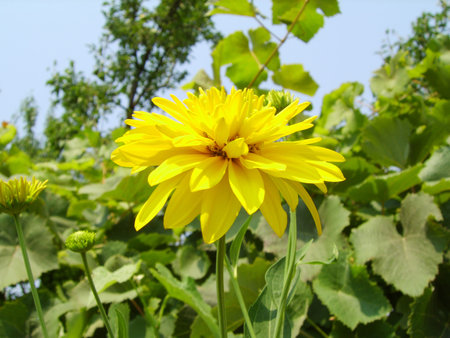 Bright yellow flower