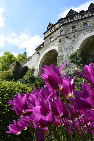 Flowers by the fortifications of Ksiaz castleのeditorial素材
