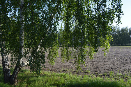 Birch tree nearby Kepiceの写真素材