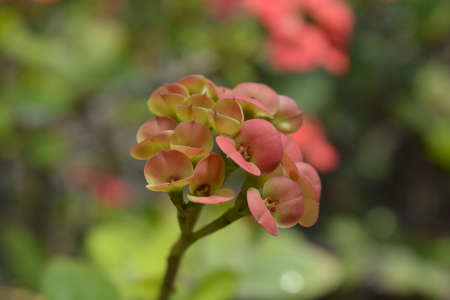 Small inflorescenceの写真素材