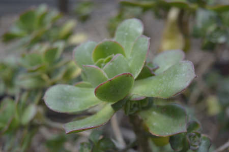 Cactus in Wroclaw botanical gardenのeditorial素材