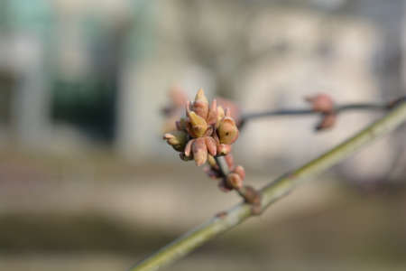 First buds on trees at Marchの写真素材