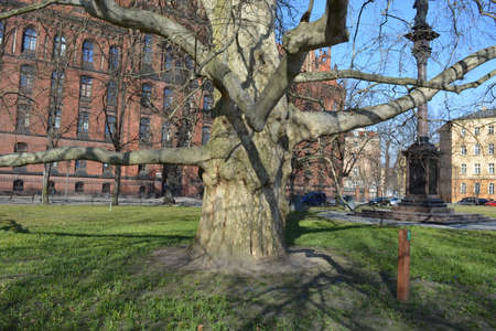 Old oak in Wroclawのeditorial素材