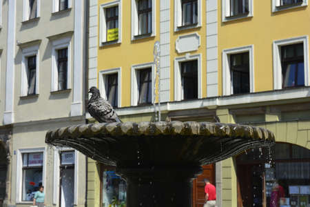 Dove in a fountainの写真素材