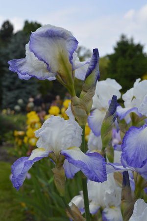 White and blue iris flowers in Wroclaw