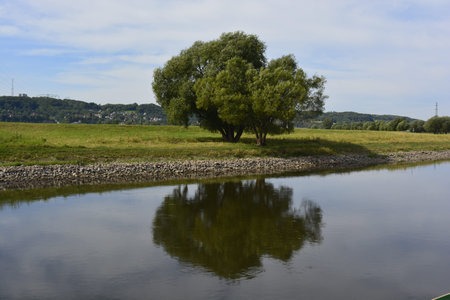 Lonely tree near Elba river