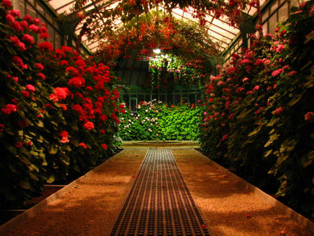 Royal greenhouses in Belgiumの写真素材