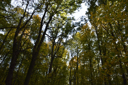 Forest in the city of Wroclaw